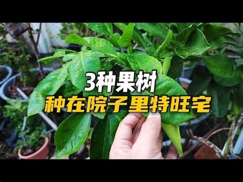 適合北部種植的果樹|7種懶人必種北部果樹